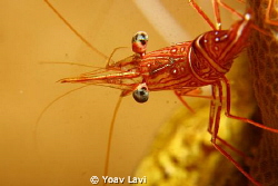 Candi shrimp by Yoav Lavi 